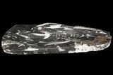 Decorative Tray with Orthoceras Fossils - Morocco #85341-1